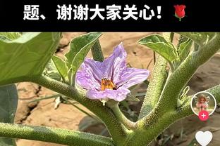 范弗里特场均8.8助联盟第五 助失比4.85在场均7+助球员中排第二